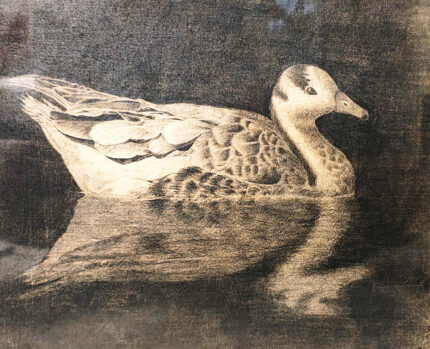 The Grey Swan